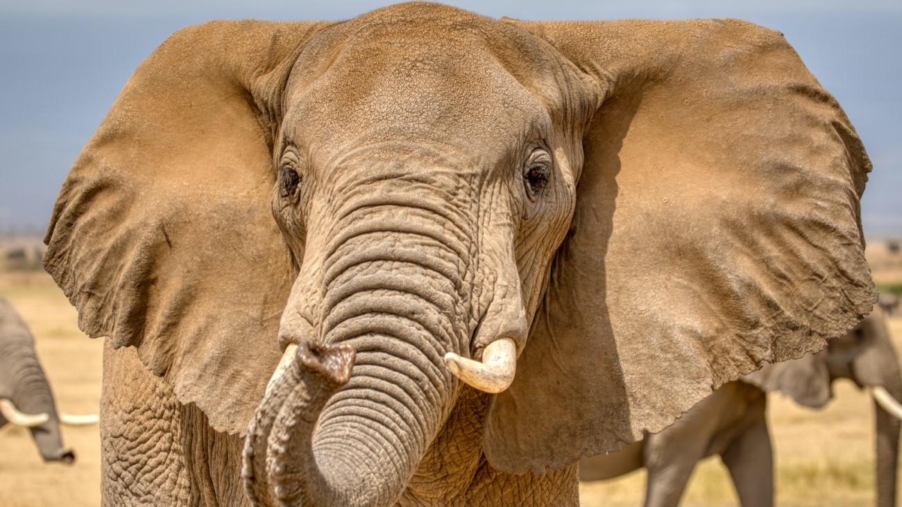 brown elephant standing on brown soil during daytime