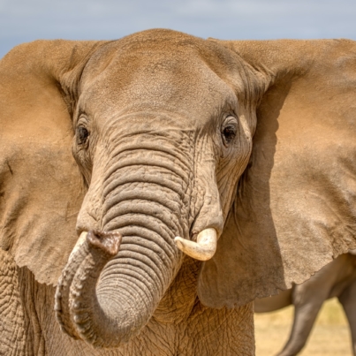 brown elephant standing on brown soil during daytime